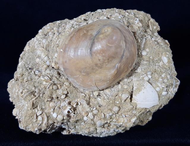 Velates perversus (GMELIN 1791) - Bild &copy; FossNet FossilienStore